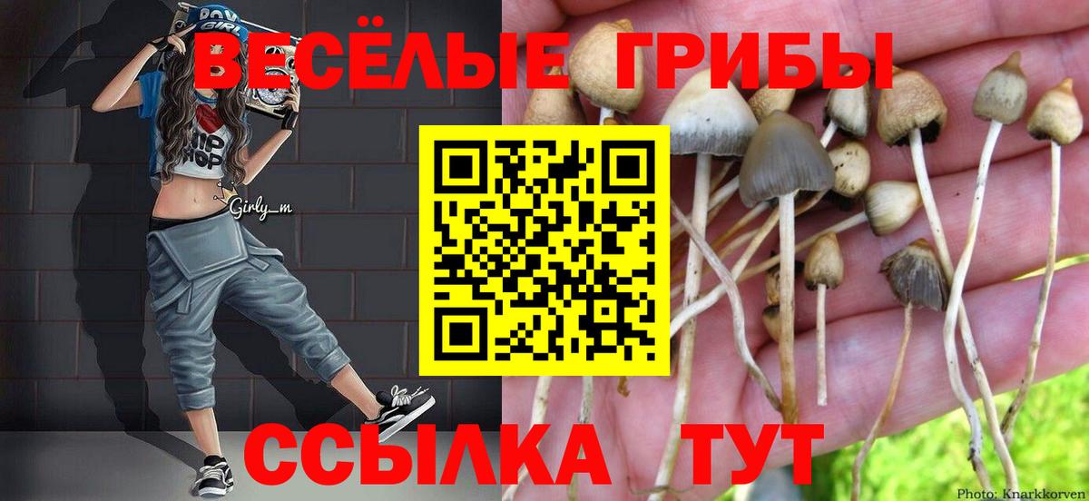 как найти закладки  Вход с VPN  Зерноград  Псилоцибиновые грибы Psilocybine cubensis 